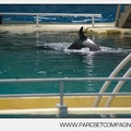 Marineland - bebe orque - 3605