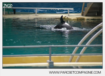 Marineland - bebe orque - 3605