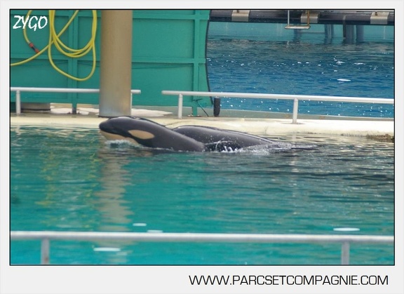 Marineland - bebe orque - 3606