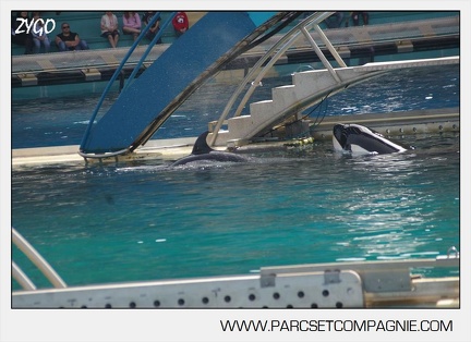 Marineland - bebe orque - 3608