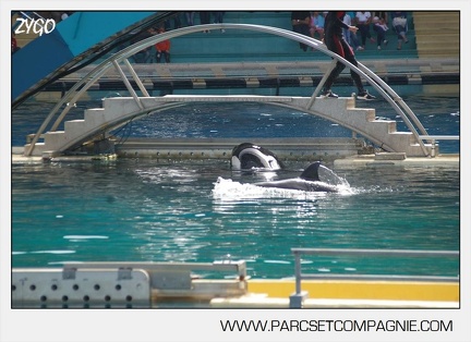 Marineland - bebe orque - 3609