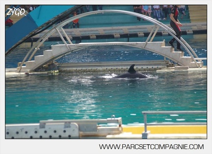 Marineland - bebe orque - 3610