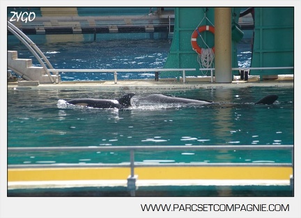 Marineland - bebe orque - 3611