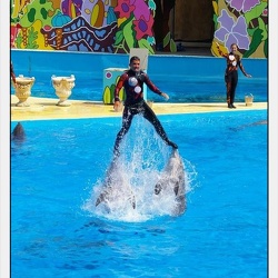 Marineland - Dauphins - Spectacle apres midi