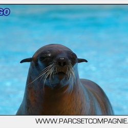 Marineland - Lagoon - Otaries