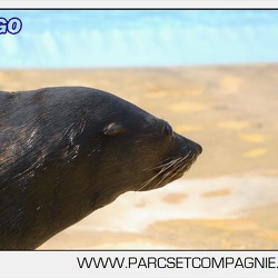 Marineland - Lagoon - Seance otaries