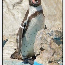 Marineland - Manchots - Humboldt