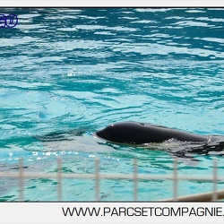 12 - Marineland - 22 Mai 2011