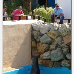 Marineland - Otaries - Nourrissage