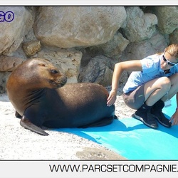 Marineland - Otaries - Seance calins