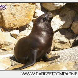 Marineland - Otaries - Portraits