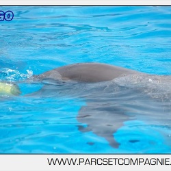 Marineland - Dauphins - Portraits