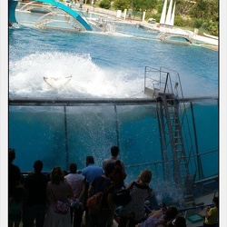 Marineland - Orques - Spectacle