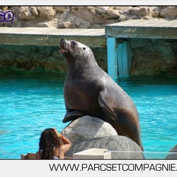 Marineland - Otaries - Steller