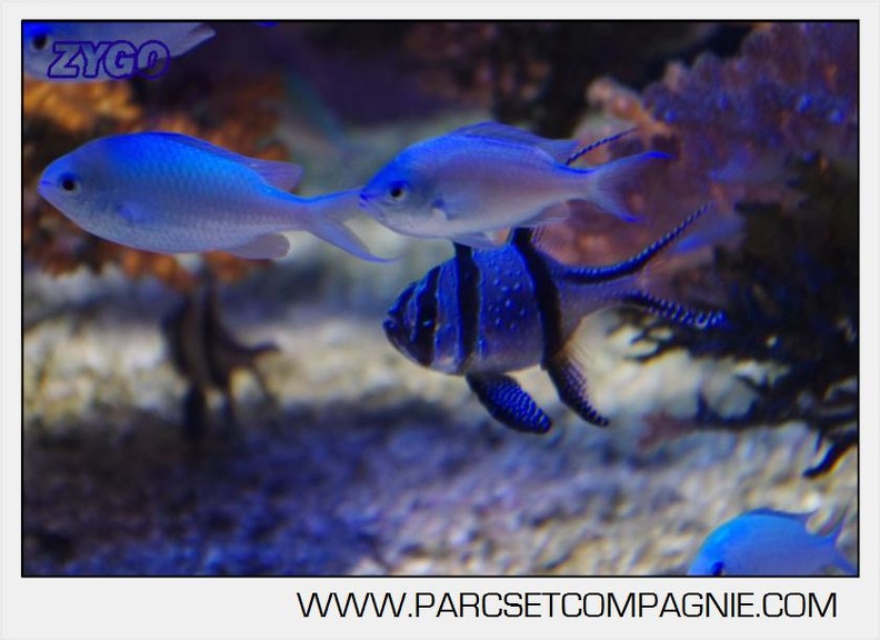 Marineland - Aquariums Tropicaux - 4962