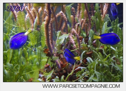 Marineland - Aquariums Tropicaux - 4967