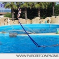 Marineland - Dauphins - Spectacle 17h00 - 5105