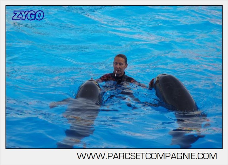 Marineland - Dauphins - Spectacle 17h00 - 5133