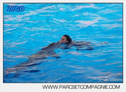 Marineland - Dauphins - Spectacle 17h00 - 5135
