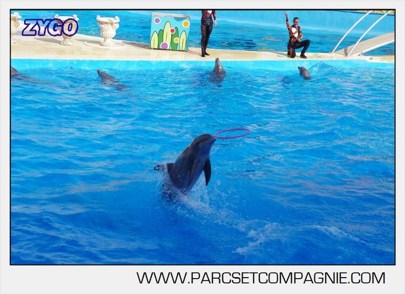 Marineland - Dauphins - Spectacle 17h00 - 5156