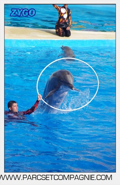 Marineland - Dauphins - Spectacle 17h00 - 5162