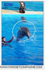 Marineland - Dauphins - Spectacle 17h00 - 5163