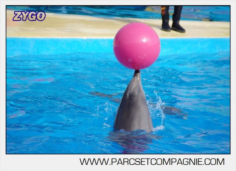 Marineland - Dauphins - Spectacle 17h00 - 5164