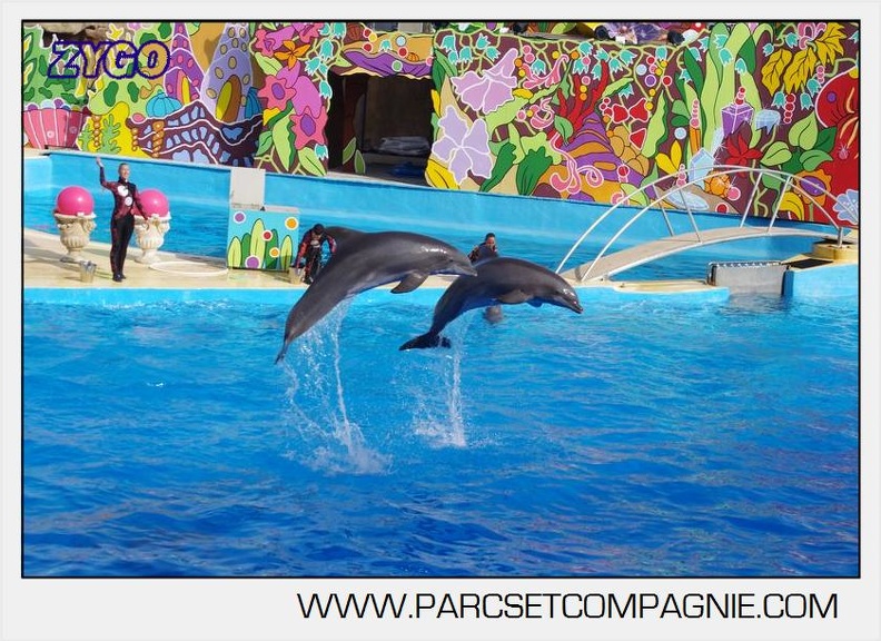 Marineland - Dauphins - Spectacle 17h00 - 5171