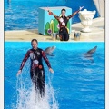 Marineland - Dauphins - Spectacle 17h00 - 5177
