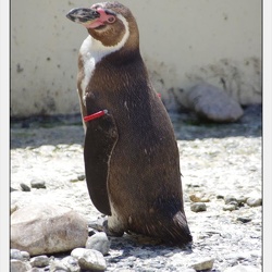 16 - Marineland - 12 Juin 2011