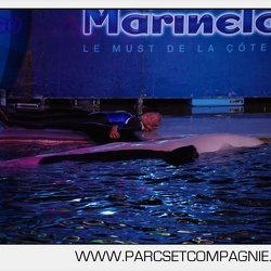 Marineland - Orques - Nocturne
