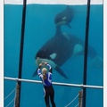 Marineland - Orques - Spectacle 18h15 - 5473