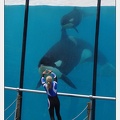 Marineland - Orques - Spectacle 18h15 - 5474
