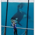 Marineland - Orques - Spectacle 18h15 - 5475