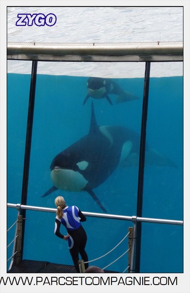 Marineland - Orques - Spectacle 18h15 - 5476