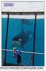 Marineland - Orques - Spectacle 18h15 - 5476