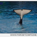 Marineland - Orques - Spectacle 18h15 - 5482