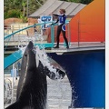 Marineland - Orques - Spectacle 18h15 - 5488