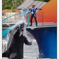 Marineland - Orques - Spectacle 18h15 - 5489