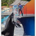 Marineland - Orques - Spectacle 18h15 - 5490