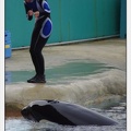Marineland - Orques - Spectacle 18h15 - 5514