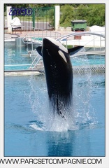 Marineland - Orques - spectacle 15h15 - 5344