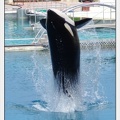 Marineland - Orques - spectacle 15h15 - 5344