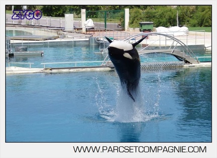 Marineland - Orques - spectacle 15h15 - 5345