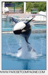 Marineland - Orques - spectacle 15h15 - 5346