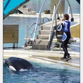 Marineland - Orques - spectacle 15h15 - 5352