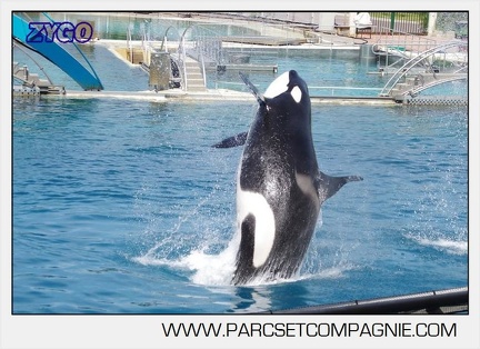 Marineland - Orques - spectacle 15h15 - 5355