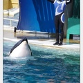 Marineland - Orques - spectacle 15h15 - 5358