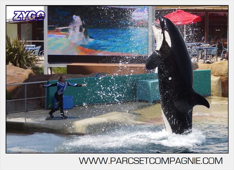 Marineland - Orques - spectacle 15h15 - 5362