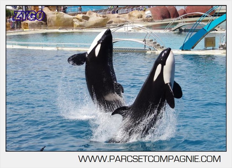Marineland - Orques - spectacle 15h15 - 5365